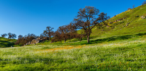 blooming wildflowers in Kings Canyon National Park
