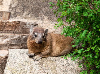 Rock Hyrax Relaxing on Stone Near Greenery. Kenia, Africa.