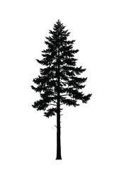 Skinny pine tree silhouette. This image shows a tall and slender pine tree in silhouette form, emphasizing its needle-like branches and natural elegance. Vector clipart illustration design.