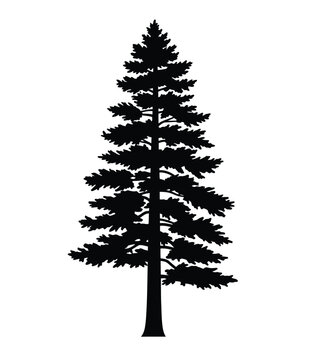 Ponderosa pine silhouette. This image shows the silhouette of a ponderosa pine tree, known for its towering stature and evergreen foliage. Vector clipart illustration design.