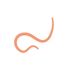 Ascaris parasitic worm vector