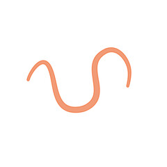 Ascaris parasitic worm vector