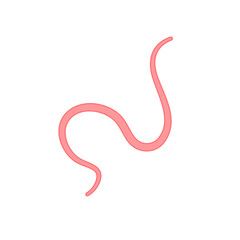 Obraz premium Ascaris parasitic worm vector