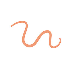 Ascaris parasitic worm vector