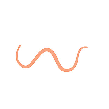 Ascaris parasitic worm vector