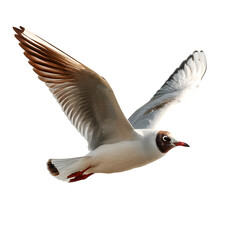Obraz premium Common Black-headed Gull in flight isolated on white, Larus ridibundus, birds of Montenegro --v 7.0