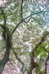 Lush Green Tree Canopy in Villeta, Cundinamarca, Colombia