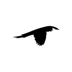 Parrot bird silhouette vector 