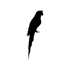 Parrot bird silhouette vector 