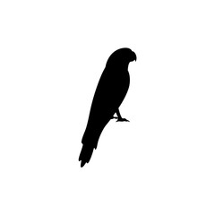 Parrot bird silhouette vector 