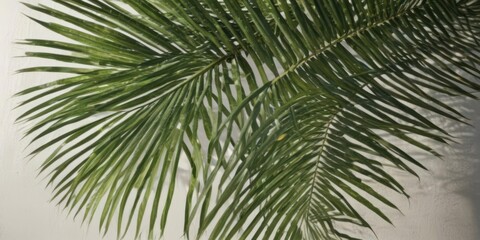Deep emerald green palm frond, sunlit surface detail ,  vein,  wallpaper