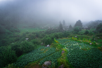 Beautiful landscape shot of a gorgeous Thamsar pass Himalayan mountain valley with dense forests...