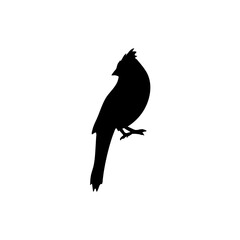 Obraz premium Cardinal bird silhouette 