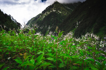Beautiful landscape shot of a gorgeous Himalayan mountain valley with dense forests during monsoon...