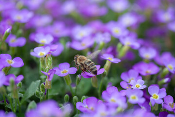 Honeybee Collecting Pollen From Vibrant Purple Flowers in Bloom