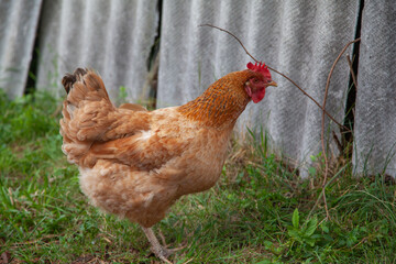 Brown Hen Standing Outdoors Near a Fence in a Rustic Setting