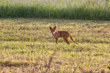 Fox Standing in a Sunny Wild Meadow with Green Grass