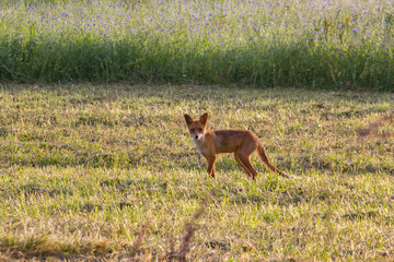 Red Fox Standing in a Sunny Wild Meadow with Green Grass