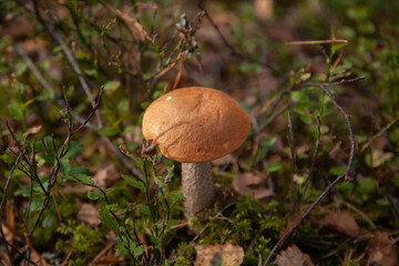 Orange Mushroom Growing in Mossy Forest Floor