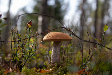 Close-Up of a Mushroom Growing in a Forest During Autumn