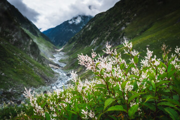 Spectacular Wild mountain flowers in Thamsar pass trail in monsoon in Himalayas mountains in Himachal Pradesh, India  © Sumit