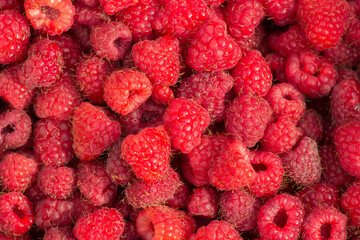 Close-Up View of Fresh Red Raspberries in Abundance