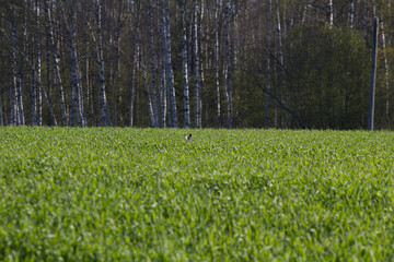 Obraz premium Wild Rabbit in Green Field Against Birch Forest Background