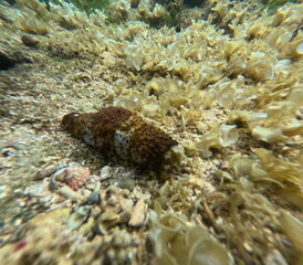 Sea cucumber amidst leafy algae on sandy seabed sunlight glinting