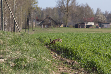 Wild Brown Hare in Green Field With a Rural Background
