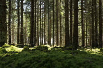 Fototapeta premium Quiet Forest with Sunlight Filtering Through Tall Trees and Mossy Ground