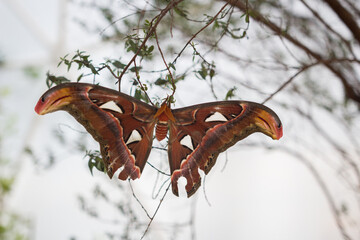 Fototapeta premium Close-Up of a Vibrant Atlas Moth Resting on a Tree Branch Outdoors