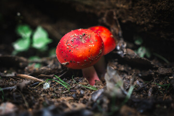Hygrocybe coccinea, sometimes called the scarlet hood, scarlet waxcap or righteous red waxy cap, is...