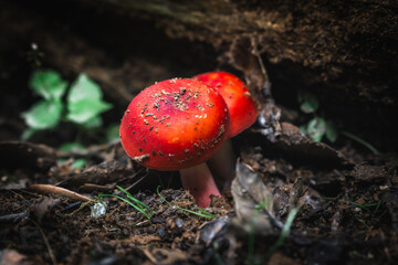 Hygrocybe coccinea, sometimes called the scarlet hood, scarlet waxcap or righteous red waxy cap, is...