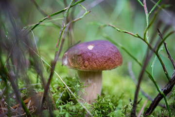 Close-Up Photography of a Mushroom Amidst Moss and Grass in a Forest