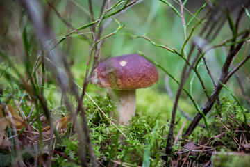 Close-Up Photography of a Mushroom Amidst Moss and Grass in a Forest