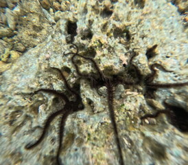 Spiky stars embrace reef rock undersea ballet of brittle stars