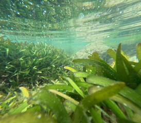Sunlit seagrass meadow under the oceans surface vibrant and alive