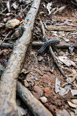 Close-up of a flat-backed millipede crawling over tree roots and leaf litter on the forest floor, highlighting its segmented body and natural habitat.
