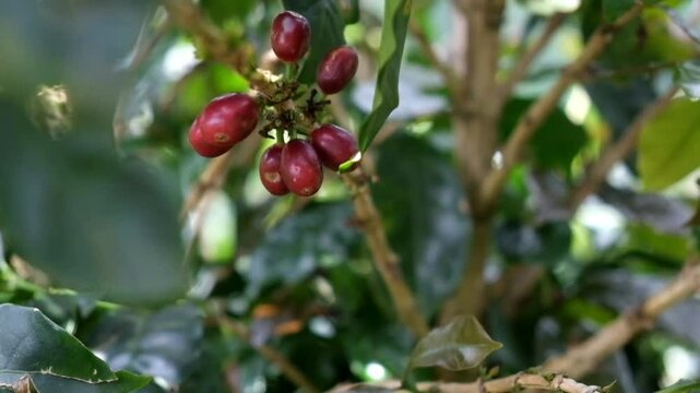 planta de caf&eacute; con granos para cosechar