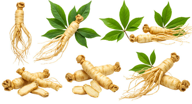 Fresh ginseng roots and leaves arranged artistically, showcasing their natural beauty for herbal medicine and wellness use