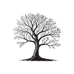 Obraz premium Silhouette tree without leaves