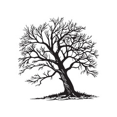 Obraz premium Silhouette tree without leaves