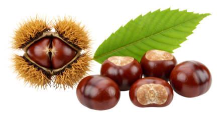 Freshly harvested chestnuts with spiky husk and green leaf, showcasing autumn's bounty against a clean background