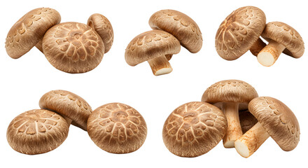 Freshly harvested shiitake mushrooms arranged artistically on a white background, showcasing their rich texture and color