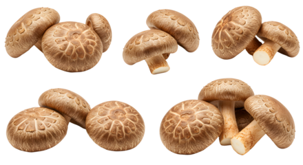 Freshly harvested shiitake mushrooms arranged artistically on a white background, showcasing their rich texture and color