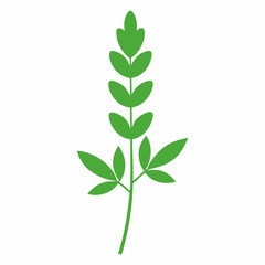 green plant isolated on white background