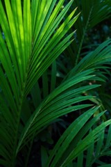 Palm fronds in lush green foliage with vibrant hues and intricate patterns, greenery, outdoors, tropical atmosphere