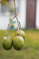 Nature's green fruit growth urban garden close-up photography lush background natural perspective vibrant life concept