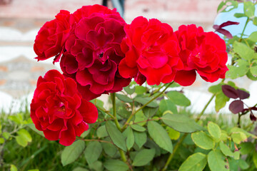 Vibrant red roses blooming in a garden nature photography outdoor beauty close-up view floral concept