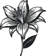 Hand-drawn black lily flower sketch vector illustration for postcards. Botanical design